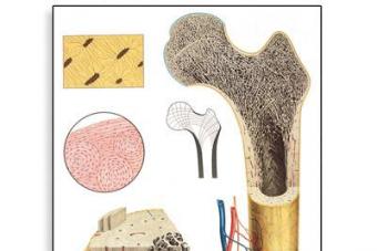Костная ткань. Функции костной ткани. Строение костной ткани. Описание скелета человека с названием костей Какая ткань является основой костей